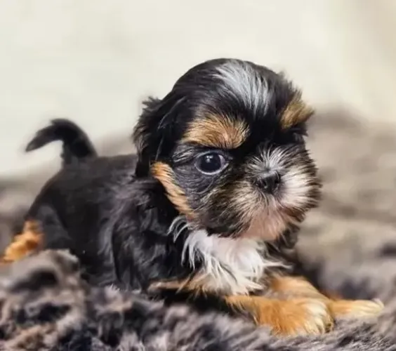 Shih-Tzu Branco Mini - Filhote Ideal Para Apartamento