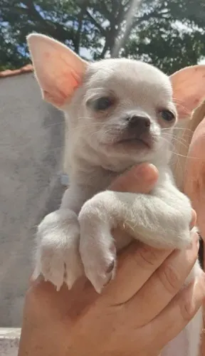Chihuahua Minúsculo: Cores Variadas como Tricolor, Bicolor e Branco e Creme