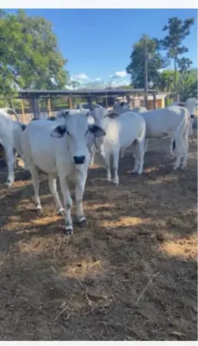 NOVILHAS e BEZERROS NELORE