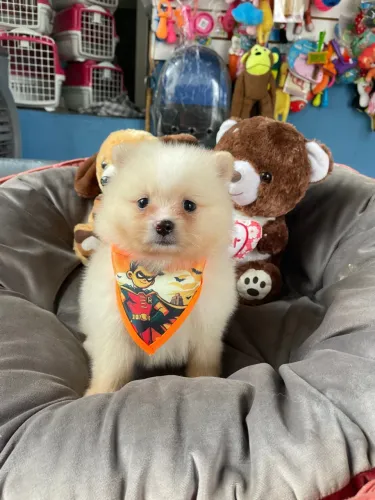 Filhote de Spitz Alemão - Fofo e Charmoso macho $2.200,00