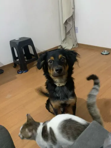 Cachorro pra adoção