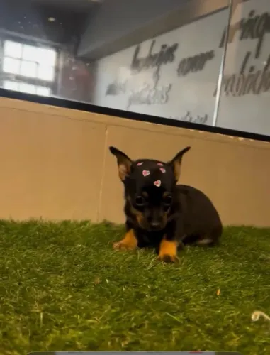Vendo filhote de Pinsher Fêmea