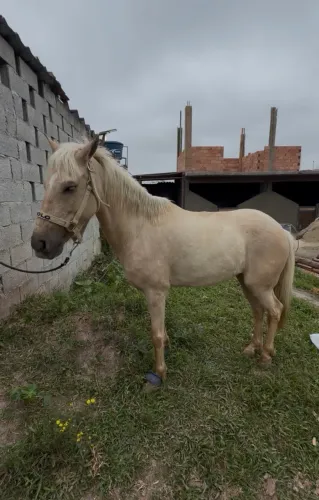 Cavalo