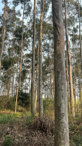 Vendo floresta de citriodora Rs