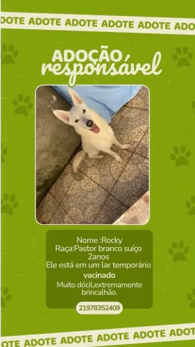 Adoção consciente de cachorro !