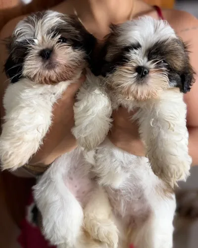 Shih Tzu