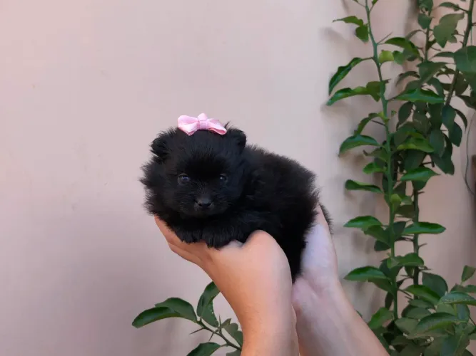 FILHOTES DE LULU DA POMERÂNIA DISPONÍVEIS 