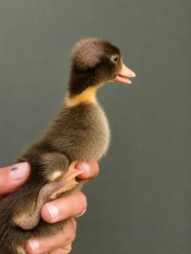 Marreco pompom