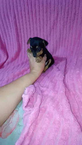 Pinscher miniatura fêmea ( Perfeita)