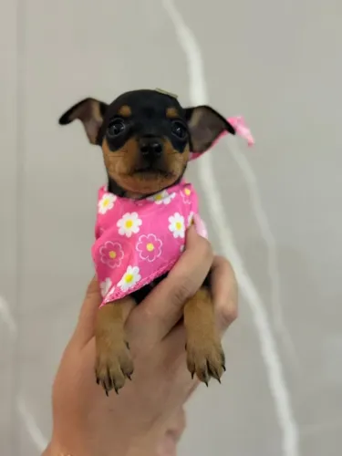 Pinscher bem linda (valor do macho)