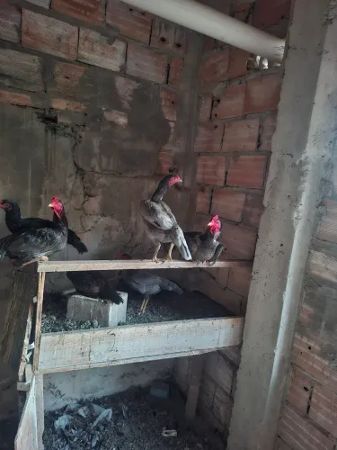 Galo índio boa procedência