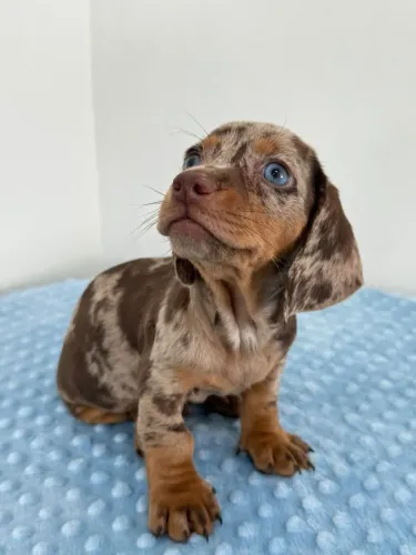 dachshund salsichinha
