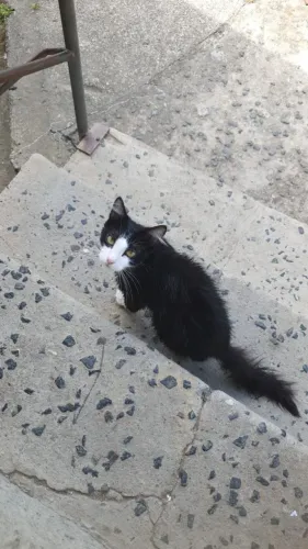 Doação preciso de um lar ...macho 1 ano de idade 