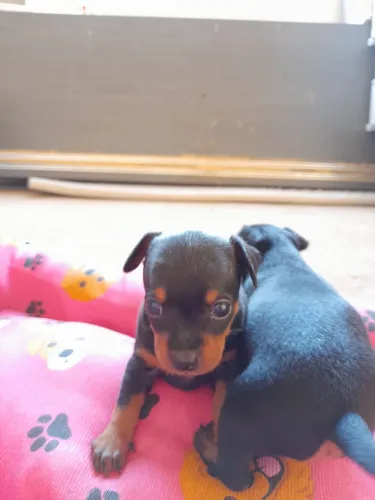 VENDO PINSCHER N1 FÊMEA