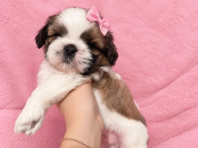 Shih tzu