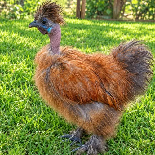 Galinha sedosa.