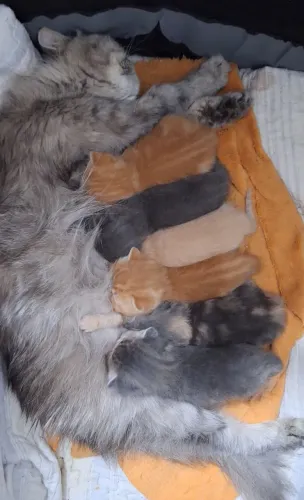 Gatos persa a venda