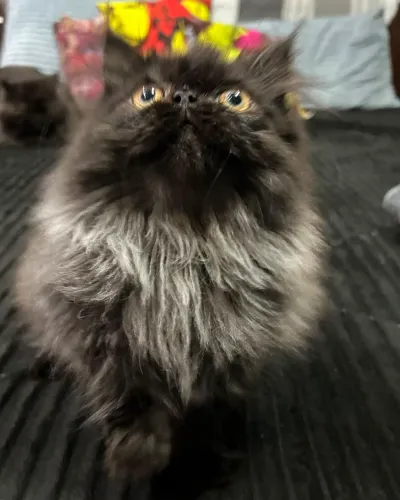 Gato Macho