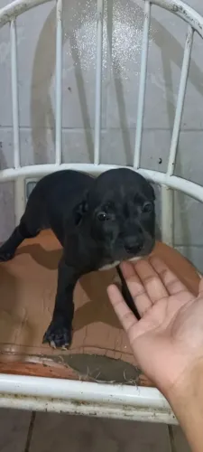 Filhote de  pitbull  macho  