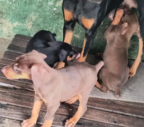 FILHOTES DE DOBERMAN