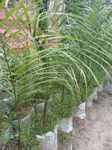 Vende-se Palmeira Imperial