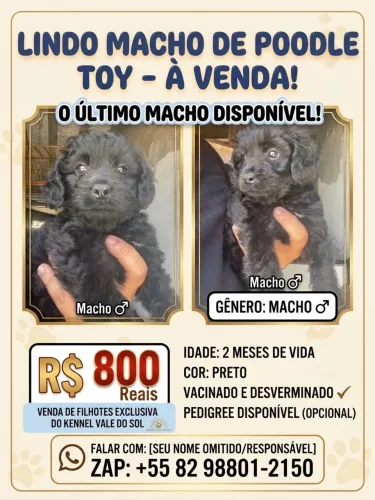 Cachorro poodle toy