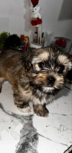 Lhasa Macho