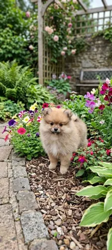 Filhote Spitz macho