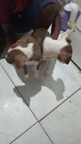 Cachorro Pitbull 60 dias de vida foto do pai e da mãe