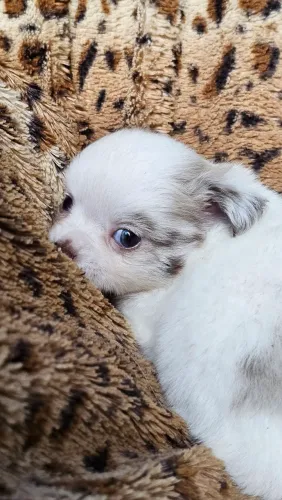 Chihuahua macho merle olhos azuis pêlo longo. 