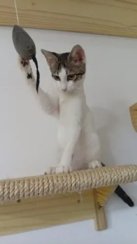 Adoção Gatas Filhotes
