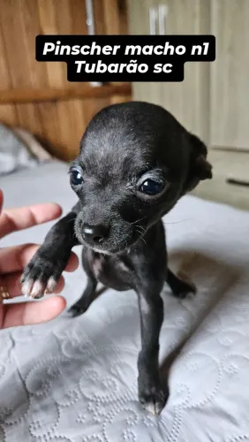 Pinscher macho