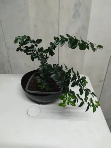 Bonsai Trifásia Trifólia