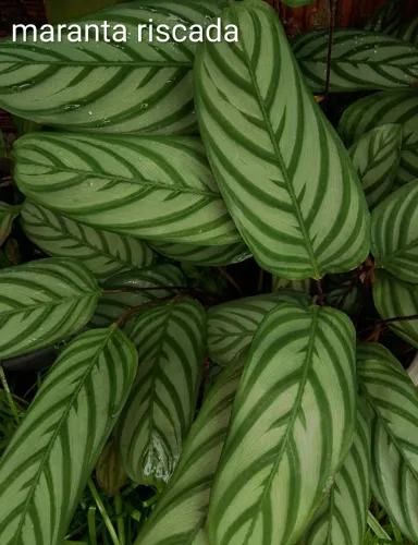 Jardim planta maranta riscada 