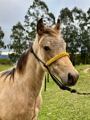 Cavalo