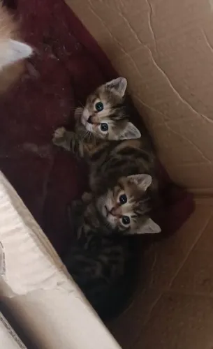 Doa-se gatinhos 