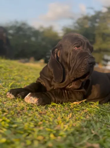 Filhotes de Fila brasileiro