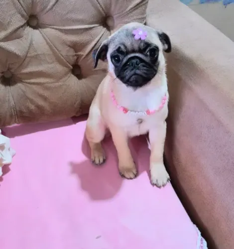 Pug