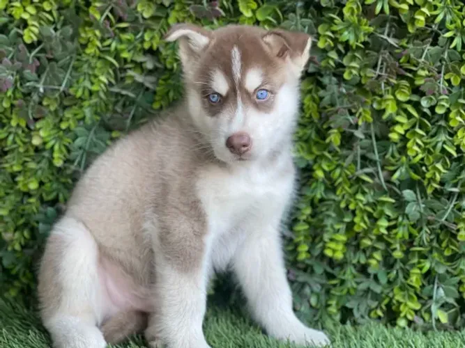 Husky Siberiano,Husky Siberiano Filhote Amoroso com Beleza Marcante e Energia