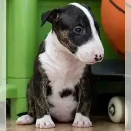 Bull Terrier,Bull Terrier Filhote Saudável Excelente Companhia