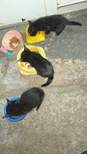 Doamos gato
