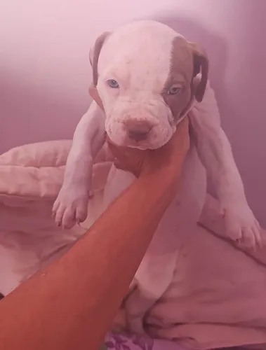 PITMONSTER