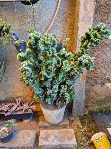 Euphorbia Cristata Gigante (20+ anos) + Cacto Ferocactus Adulto (12+ anos) - R$ 200