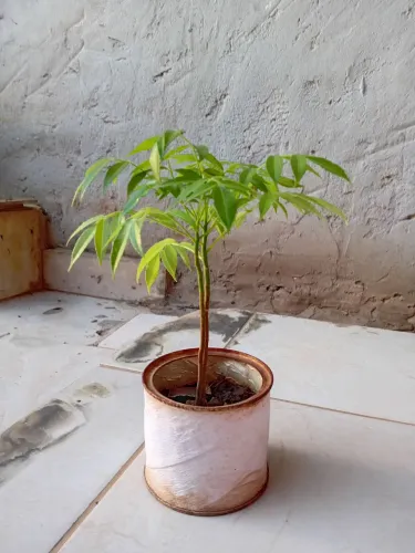 Muda de cajá anão