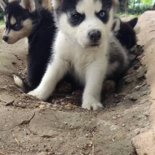 Filhotes de Husky Siberiano | Doçura em cada patinha.