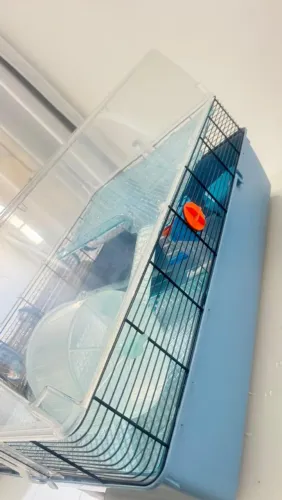 Casinha de hamster ? 