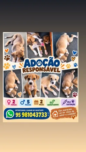 Adoção Responsável