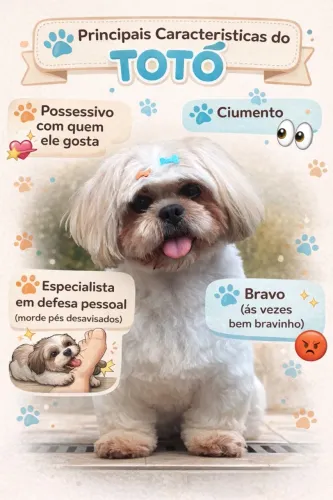 Shitzu macho