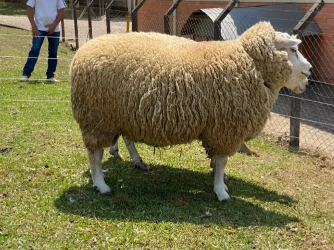 Ovinos Texel Puros - Fêmeas e Machos Reprodutores