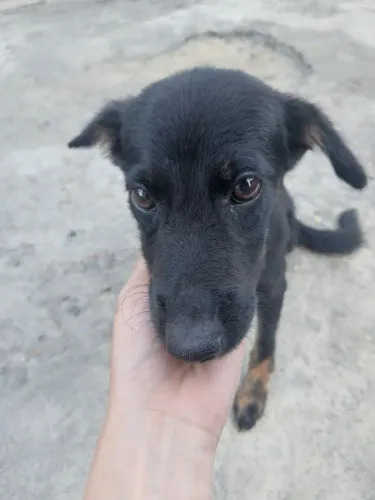 Doando esta cachorrinha de 6 meses